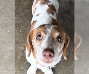Dachshund-Unknown Mix Dogs for adoption in Sistersville, WV, USA