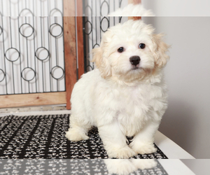 Zuchon Puppy for sale in NAPLES, FL, USA