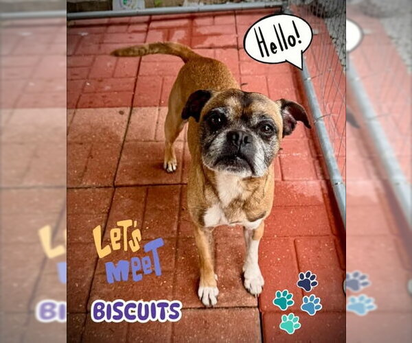 Medium Photo #1 Boxer-Unknown Mix Puppy For Sale in Oakhurst, NJ, USA