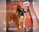 Small Boxer Mix