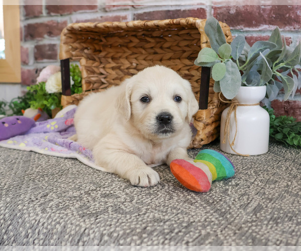 Medium Photo #5 Golden Retriever Puppy For Sale in SYRACUSE, IN, USA