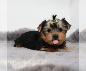 Yorkshire Terrier Puppy for sale in LOS ANGELES, CA, USA
