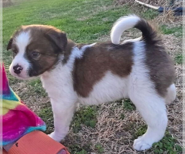 Medium Photo #11 Australian Shepherd-Unknown Mix Puppy For Sale in OKLAHOMA CITY, OK, USA