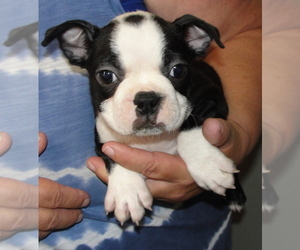 Medium Boston Terrier