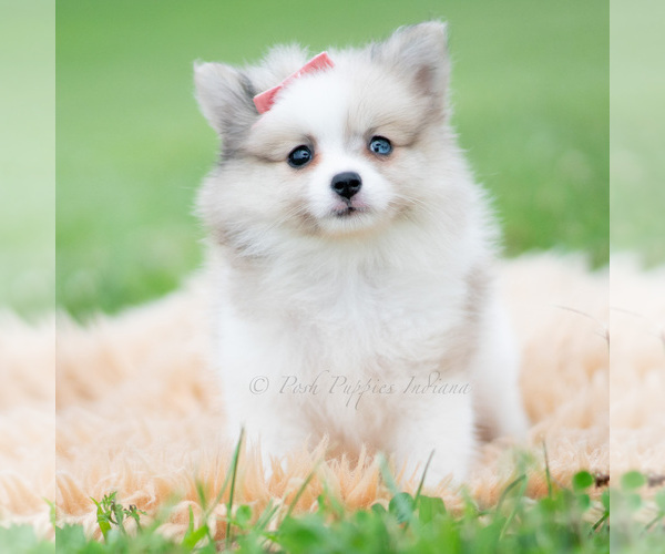 Medium Photo #2 Pomeranian Puppy For Sale in WARSAW, IN, USA