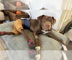 Small #7 Labrador Retriever Mix