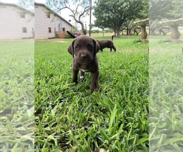 Medium Photo #6 German Shorthaired Lab Puppy For Sale in BLACKWELL, TX, USA