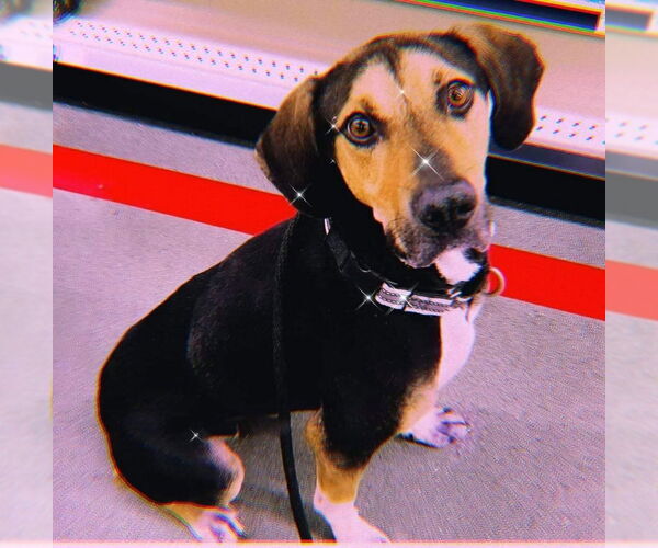 Medium Photo #2 Catahoula Leopard Dog-Treeing Walker Coonhound Mix Puppy For Sale in Sky Valley , CA, USA