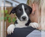 Small #4 Australian Shepherd Mix