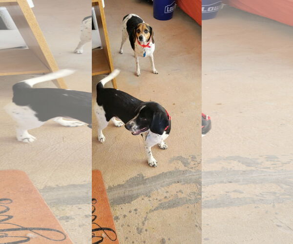 Medium Photo #7 Beagle Puppy For Sale in Las Vegas, NV, USA