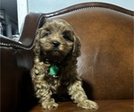 Small Photo #4 Cavapoo-Poodle (Miniature) Mix Puppy For Sale in ATGLEN, PA, USA