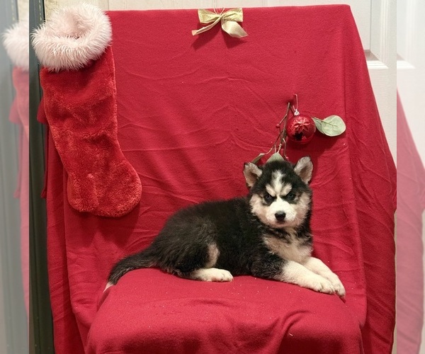 Medium Photo #1 Siberian Husky Puppy For Sale in ALTON, IL, USA
