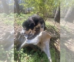 Small Photo #27 Australian Shepherd Puppy For Sale in FARMVILLE, VA, USA