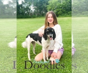 Father of the Sheepadoodle puppies born on 08/30/2022