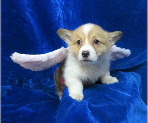 Pembroke Welsh Corgi Puppy for sale in NORWOOD, MO, USA