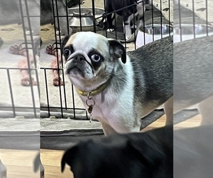 Mother of the Pug puppies born on 07/04/2025