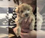 Small Photo #3 Poochon Puppy For Sale in HOUSTON, TX, USA