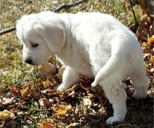 English Cream Golden Retriever Puppy for sale in FOWLERVILLE, MI, USA