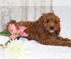 Cavapoo Puppy for sale in SHILOH, OH, USA