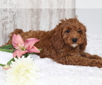 Small Photo #1 Cavapoo Puppy For Sale in SHILOH, OH, USA