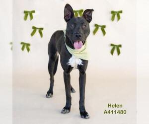 Labrador Retriever-Unknown Mix Dogs for adoption in Conroe, TX, USA