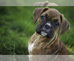 Image preview for Ad Listing. Nickname: Gemma