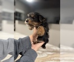 Small #8 Yorkshire Terrier