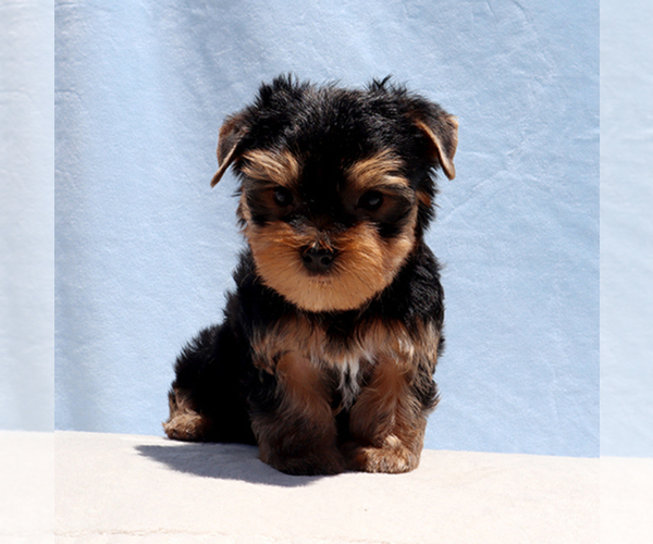 Medium Photo #1 Yorkshire Terrier Puppy For Sale in LOS ANGELES, CA, USA