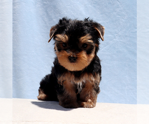 Yorkshire Terrier Puppy for sale in LOS ANGELES, CA, USA