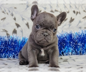 French Bulldog Puppy for sale in NEW YORK, NY, USA