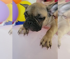French Bulldog Puppy for sale in TAMPA, FL, USA