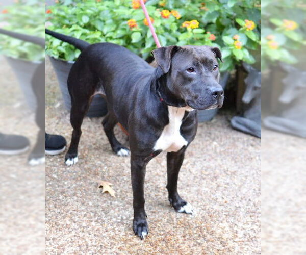 Medium Photo #3 American Pit Bull Terrier-Unknown Mix Puppy For Sale in Germanton, TN, USA