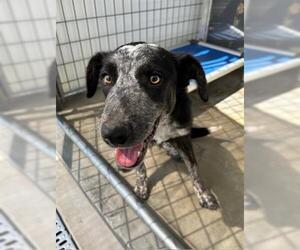 Border Collie-Unknown Mix Dogs for adoption in Lathrop, CA, USA