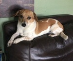 Harpie - Female Jack Chi Puppy for Sale - Small photo