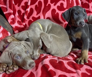 Medium Doberman Pinscher