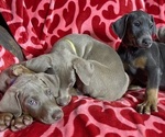 Small Doberman Pinscher