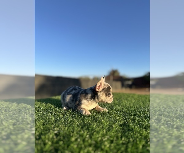 Medium Photo #7 French Bulldog Puppy For Sale in FOLSOM, CA, USA