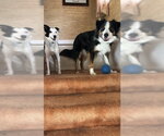Small #5 Border Collie