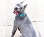 Small Photo #2 American Pit Bull Terrier-Unknown Mix Puppy For Sale in Aurora, IL, USA