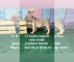 Small Photo #34 French Bulldog Puppy For Sale in CAPE CORAL, FL, USA