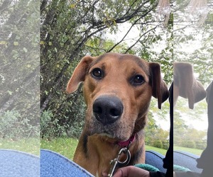 Ox: At the Shelter - Male Mutt Dog for Adoption - Photo #3