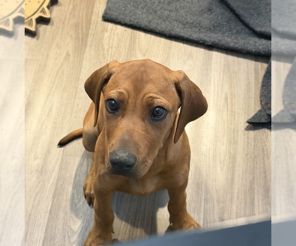 Medium Photo #11 Rhodesian Ridgeback Puppy For Sale in SURPRISE, AZ, USA