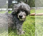 Small #1 Poodle (Miniature) Mix
