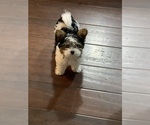 Small Photo #2 Biewer Terrier Puppy For Sale in CHATTANOOGA, TN, USA