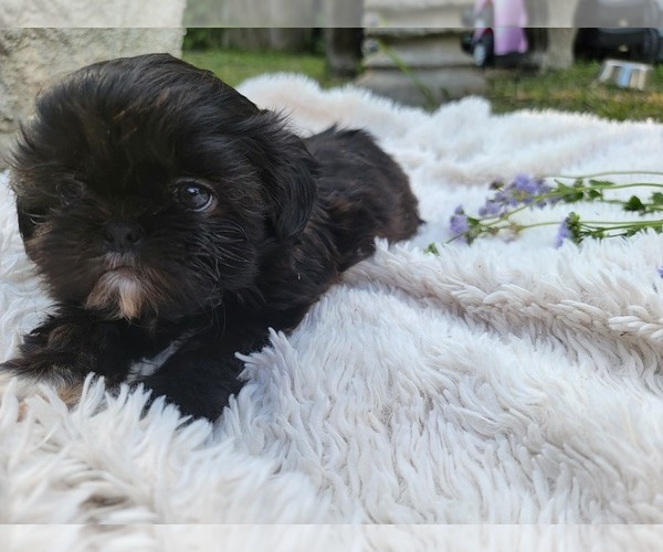 Medium Photo #8 Shih Tzu Puppy For Sale in BRANDON, FL, USA