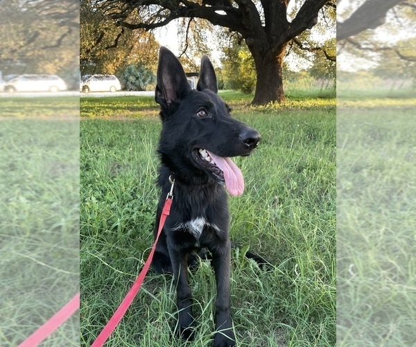 Medium Photo #1 German Shepherd Dog Puppy For Sale in WACO, TX, USA
