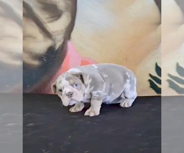 Medium Photo #9 English Bulldog Puppy For Sale in NORTH HAMPTON, NH, USA