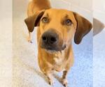 Small #1 Redbone Coonhound