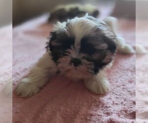 Shih Tzu Puppy for sale in REEDSBURG, WI, USA