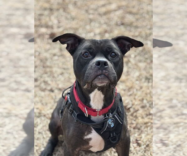 Medium Photo #2 American Pit Bull Terrier-Unknown Mix Puppy For Sale in Rockaway, NJ, USA